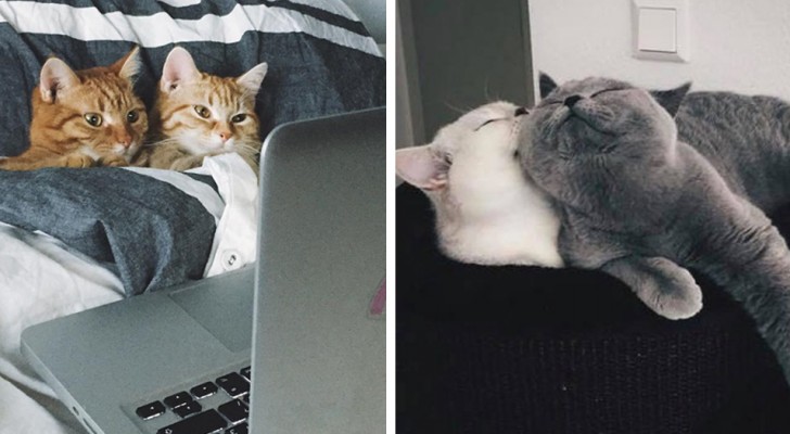13 photos de chats amoureux montrent que les plus belles relations se basent sur la simplicité