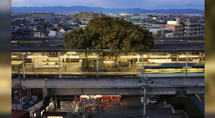 In Japan werd dit treinstation gebouwd rondom een 700 jaar oude boom
