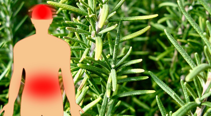 7 beneficios del romero, una planta útil para mejorar la concentración y favorecer la digestión