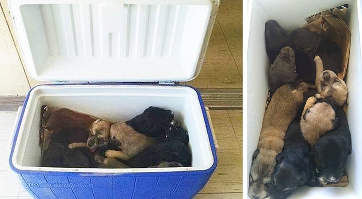 A woman finds a refrigerator by the roadside: inside she discovers 9 puppies abandoned in the sun
