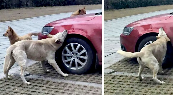 Scaccia in malo modo un cane che dormiva nel parcheggio, ma l'animale si "vendica" rosicchiandogli la macchina