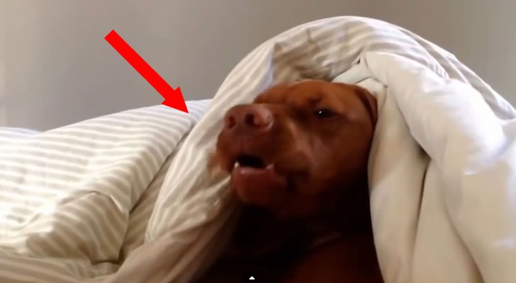 This dog just shows that EVERYONE hates the wake-up alarm !!