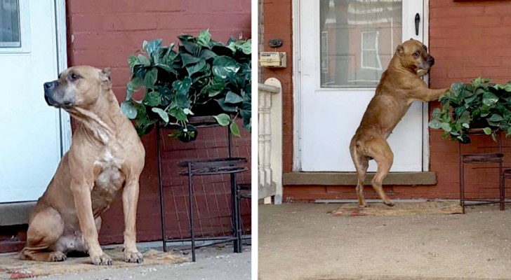 Questo povero cane abbandonato aspettava la sua famiglia umana tutti i giorni sotto lo stesso portico