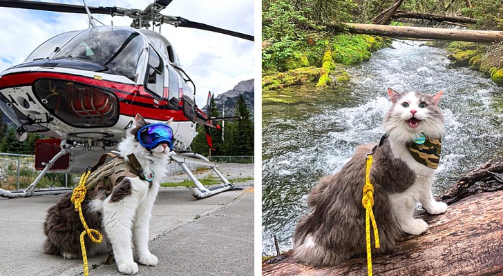 Gary, il gatto "avventuriero" che adora escursioni, campeggio e sentieri di montagna