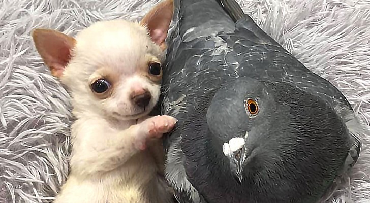 Un cachorro discapacitado y una paloma que no sabe volar estrechan una tierna amistad en el refugio donde están alojados