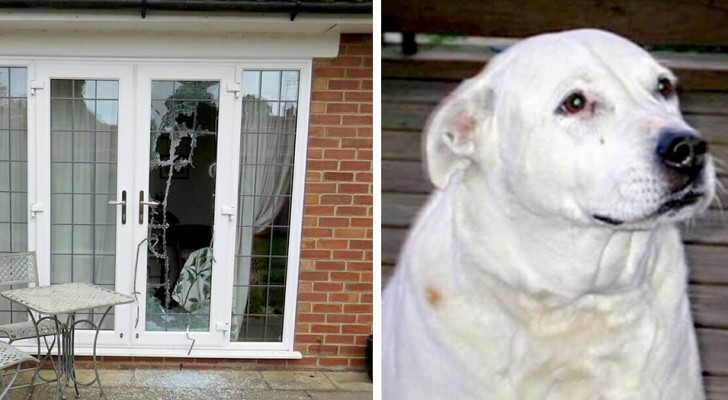 Questo cane ha rotto la finestra di casa e ha salvato due donne indifese da una violenza domestica