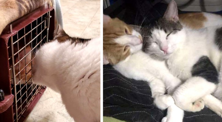 Toen ze ontdekte dat haar kat een beste vriend in het asiel had, besloot deze vrouw hem ook te adopteren