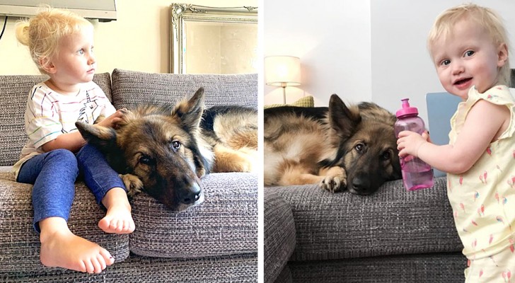 Loki, der riesige deutsche Schäferhund, der sich zu Hause um das kleine Mädchen kümmert, als wäre es seine kleine Schwester