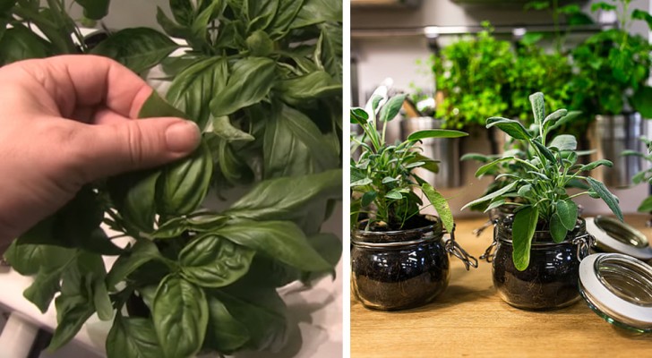 Le 6 piante aromatiche che puoi far crescere in acqua tutto l'anno sul davanzale della tua cucina