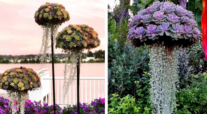 Composizioni di piante che sembrano meduse: l'idea irresistibile per rendere magico qualsiasi giardino