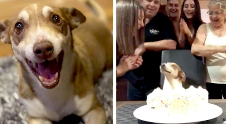 When this little dog turned 13, the whole family gathered to celebrate his birthday with a cake 