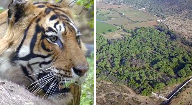 In 20 anni, questa coppia ha acquistato 14 ettari di terreno dove far crescere una foresta per le tigri