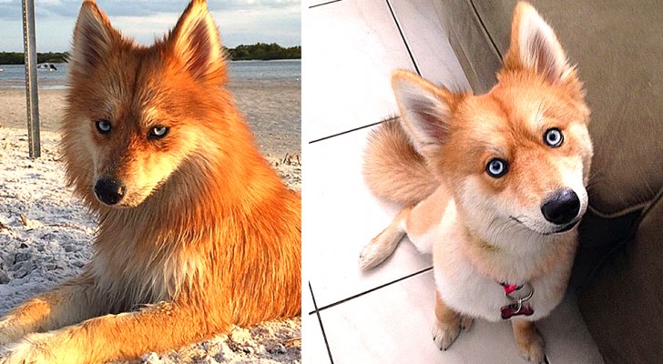 Mya, de onweerstaanbare hond die op een vos lijkt en de blik van een Husky heeft