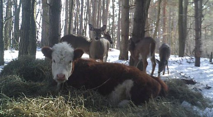 Eine Kuh entkommt von der Farm: Nach einigen Monaten findet man sie bei einer Familie von Wildhirschen