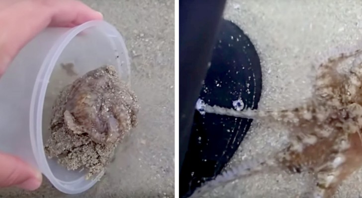 Cette femme a sauvé une pieuvre en la remettant dans l'eau, et elle la "remercie" en tendant une de ses tentacules