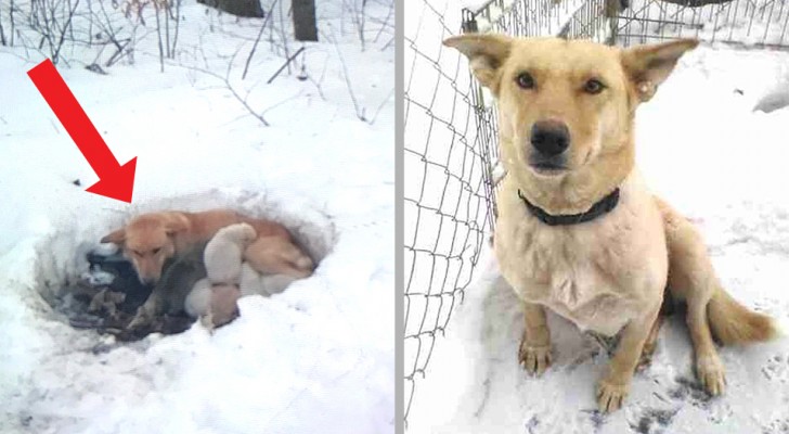 Deze hond beschermde haar puppy's tegen de vorst door een gat in de sneeuw te graven en ze met haar lichaam te bedekken