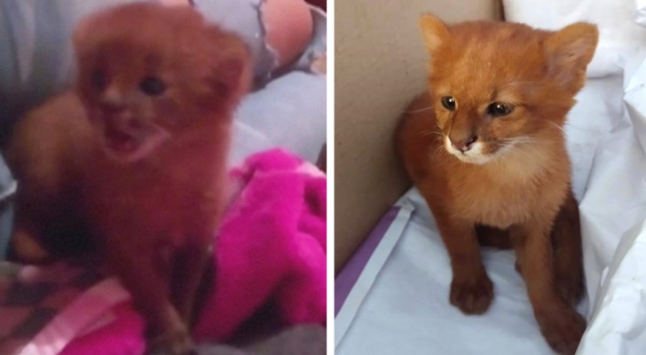 Una mujer salva y adopta un gatito abandonado: meses después descubre que se trataba de un puma