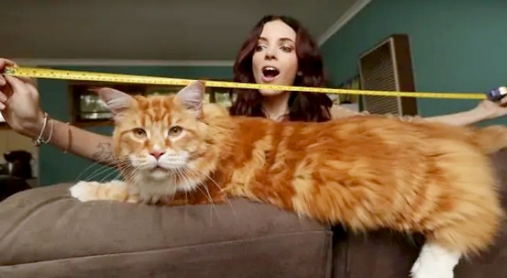 Omar, en maine coon katt som slagit världsrekord med sina 120 centimeter i längd