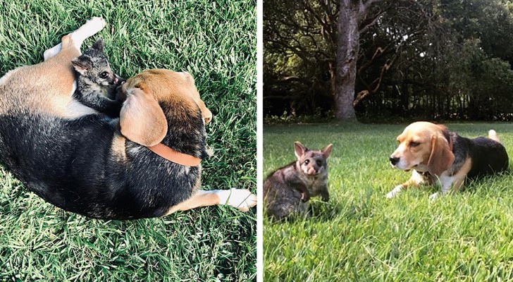 Efter att ha förlorat sina valpar "adopterar" den här beagle mamman en pungråtta och nu är de oskiljaktiga