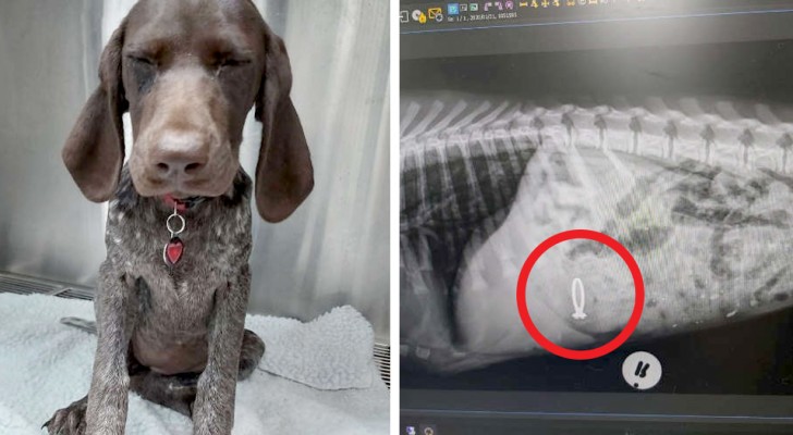 Non riesce a trovare l'anello di fidanzamento, ma una radiografia le svela che lo aveva ingoiato il suo cane