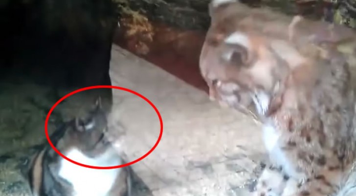 Um gato entra no zoológico para cumprimentar seu amigo