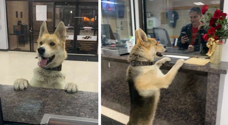 Este cachorro se apresentou na central de polícia para denunciar o seu próprio desaparecimento