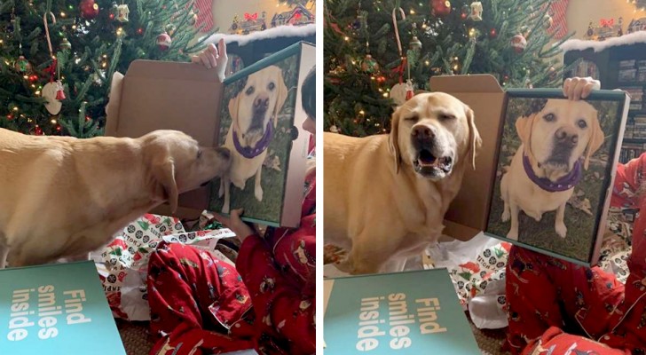 This cute little dog can't stop staring at his portrait when his family shows him