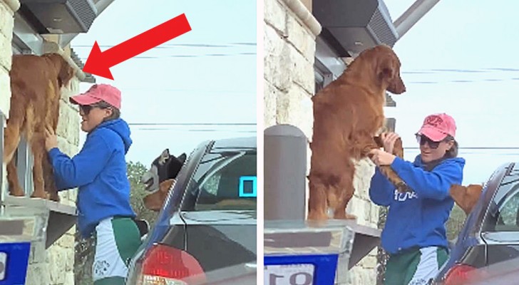 Un cane impaziente non riesce a resistere e salta fuori dall'auto mentre è in fila al take-away di una caffetteria