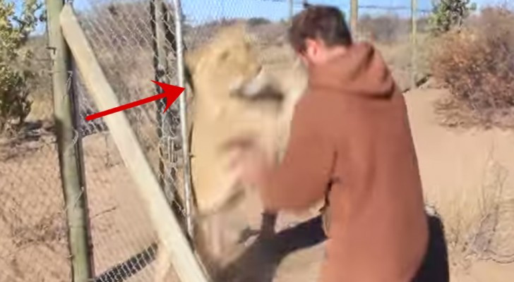 Un hombre abre el recinto de un leon y esta es la fantastica reaccion