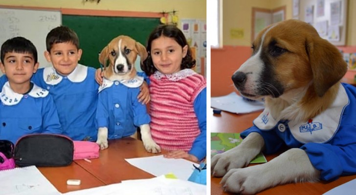This school adopted a stray puppy: kids take care of it and even attend classes together