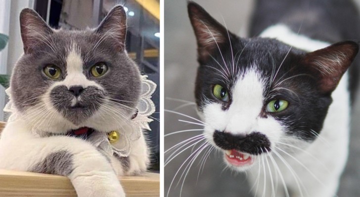 17 cats who look like they could be in a "Ripley's Believe It or Not" book