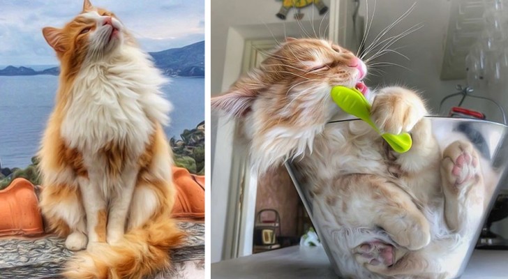 Una ragazza ha immortalato il suo bellissimo gatto nelle pose più curiose, rendendolo una vera star del web
