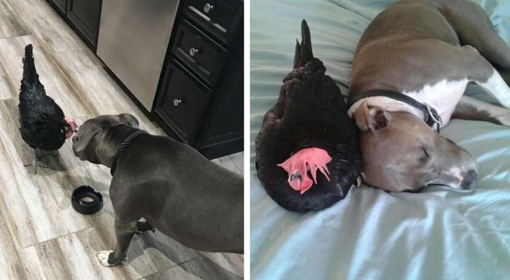 The story of Peri, the blind hen who has become the best friend of a Pit Bull puppy