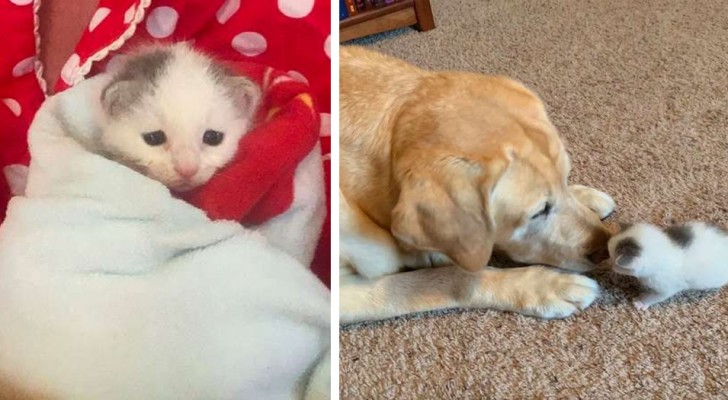 This 12 year old dog adopted an orphaned newborn kitten: between the two it was love at first sight