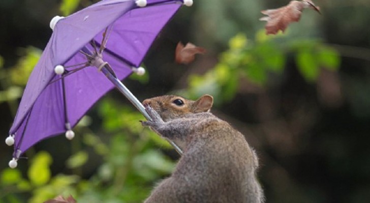 Un fotografo riesce a immortalare uno scoiattolo che "lotta" contro il vento con il suo ombrello in miniatura