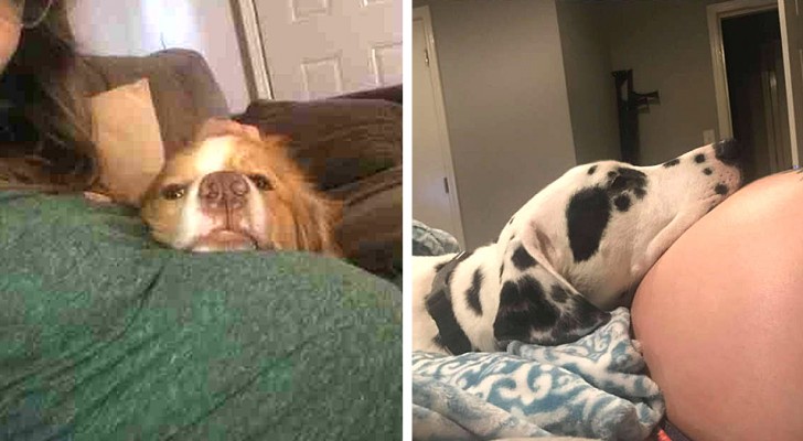 Sinds hun menselijke vriendin zwanger is, hebben deze twee honden haar geen moment uit het oog verloren