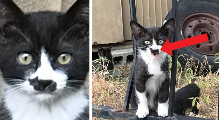 Dieses streunende Kätzchen hat ein schwarzes Katzengeburtsmal im Gesicht, das ihn zu einer echten Web-Prominenz gemacht hat