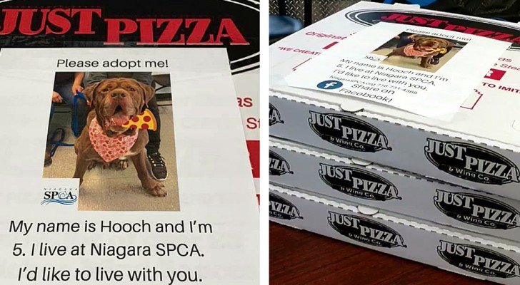 Una pizzeria mette le foto dei cani di un rifugio sui cartoni per aiutarli a trovare casa