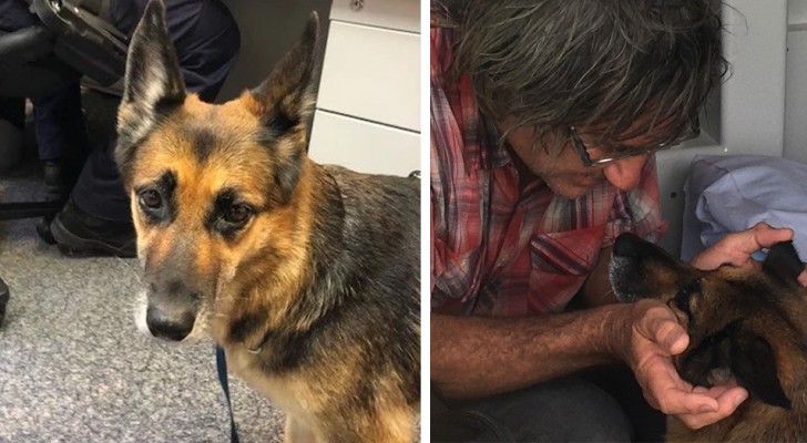 His boat starts sinking unexpectedly in the middle of the ocean: his dog stays by his side for 11 hours, finally finding someone to rescue them 