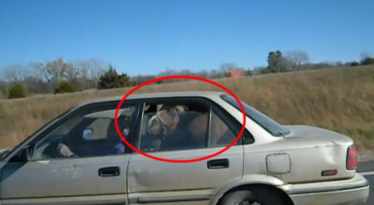 Can a horse be totally at ease in the back seat of a car ?
