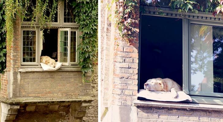 Toen hij nog leefde, "begroette" deze hond toeristen in Brugge bij het raam, comfortabel liggend op een kussen