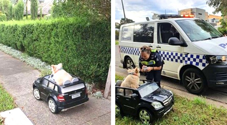 Deux policiers ne peuvent s'empêcher de s'arrêter pour observer un chien "conduisant" une voiture sur le trottoir