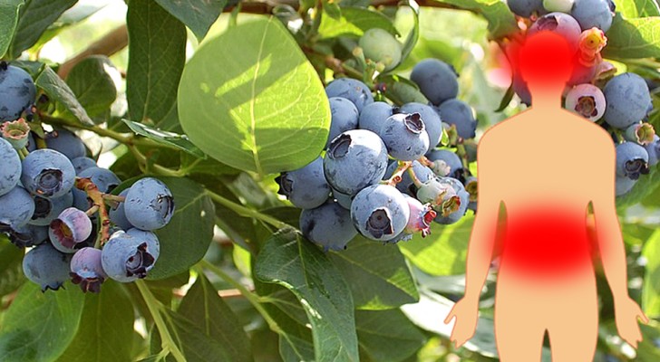 Näringsrika, rika på antioxidanter och mycket mer - 6 fördelar med att äta blåbär, små bär med stora egenskaper