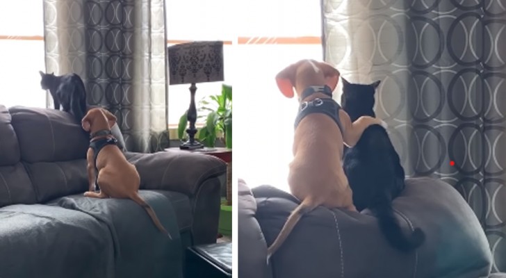 Vänskapen mellan hund och katt, den här hunden kramar bokstavligen om sin kattvän
