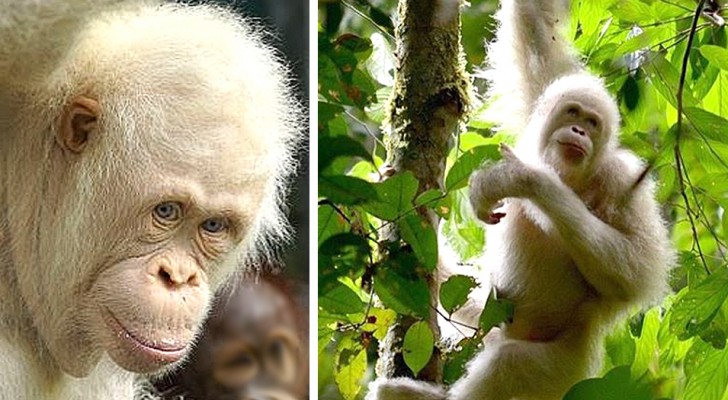Alba, l'unica orangutan albina conosciuta al mondo, è in buona salute nella foresta a un anno dal suo rilascio