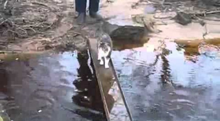 Alleen een kat kan z'n grappige methode bedenken om de rivier over te steken 