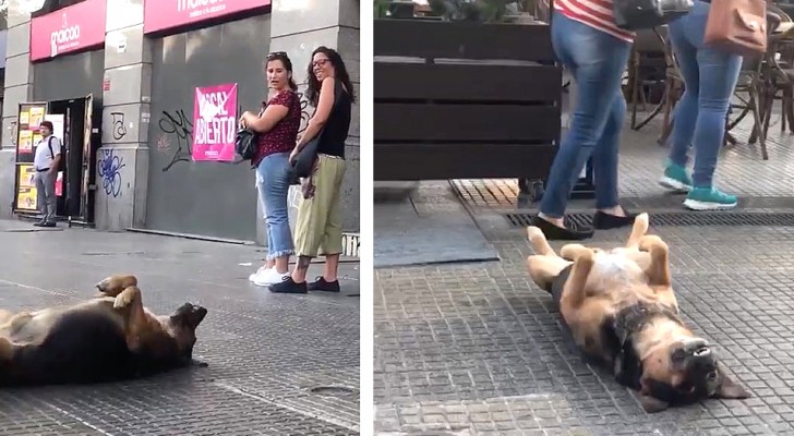 Un cane si sdraia a pancia in su sul marciapiede e fa un riposino, regalando ai passanti una scena memorabile