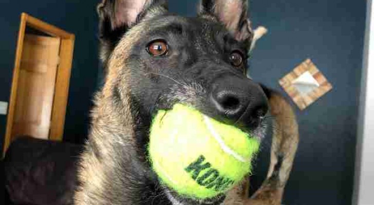 Den här belgiska vallhunden har alltid gillat tennisbollar, så när han fyllde år fick han nästan 400 stycken