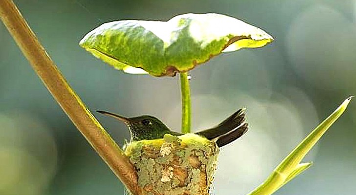 Ein Kolibri-Weibchen baut ein Nest direkt unter einem Blatt, um ihren Jungen einen sicheren Unterschlupf zu bieten