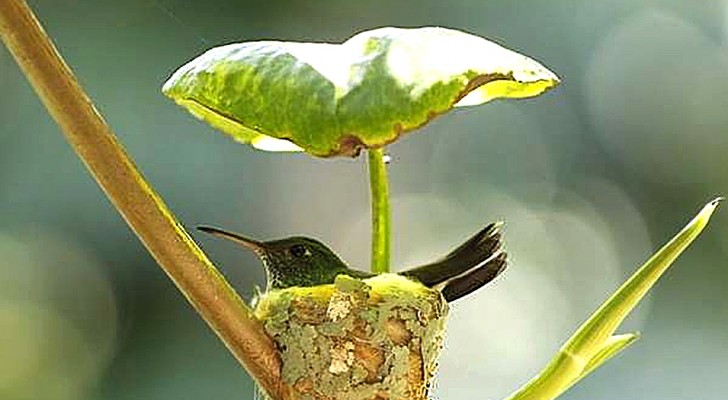 Una femmina di colibrì costruisce un nido proprio sotto a una foglia per dare un riparo sicuro ai suoi piccoli